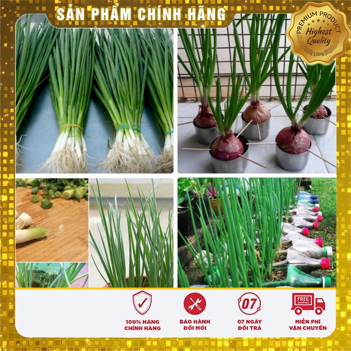 Hạt giống hành hương xanh