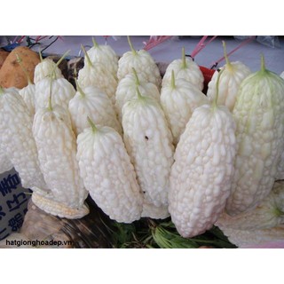 Hạt giống khổ qua bạch tuyết ( khổ qua trắng 5 hạt )