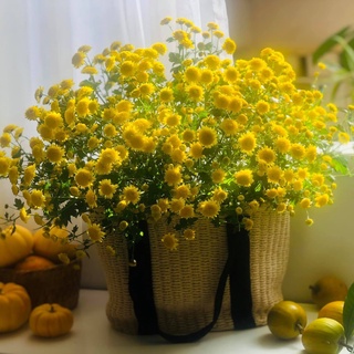 Hạt Giống Cúc Chi F1