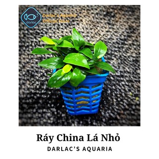 Ráy China Mini - Ráy Darlac's Aquaria - Anubias China Mini