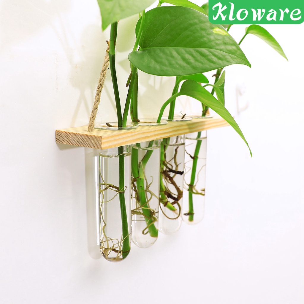 Chậu Kính Trồng Cây Có Móc Treo Tiện Dụng