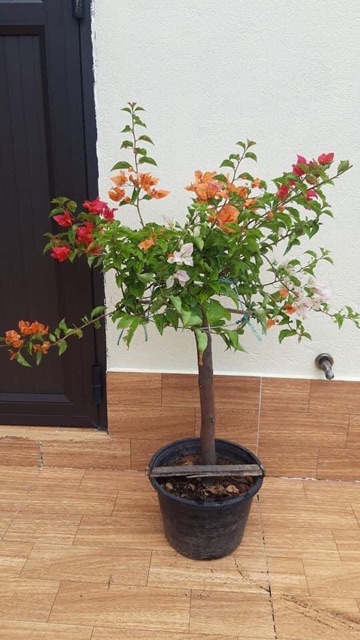 CÂY HOA GIẤY NGŨ SẮC