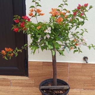 CÂY HOA GIẤY NGŨ SẮC ( thoát thân 40-50cm )