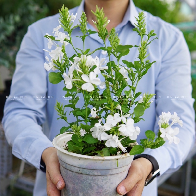 Cây Hoa Bạch Xà, Đuôi Công Trắng, Cây Hoa Trồng Trang Trí Ban Công Đẹp Và Nhiều Công Dụng - Jun Garden