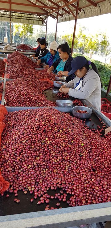 1kg Cà Phê Hạt Robusta Nguyên Chất Rang Mộc 100%