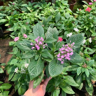 Hoa Diễm Châu Đang Nụ Và Hoa[ CÂY NHƯ HÌNH]