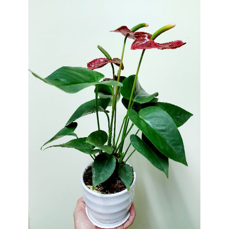 Cây Hồng môn để bàn
