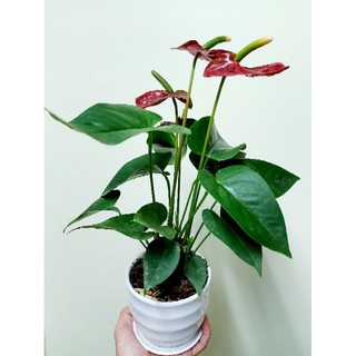 Cây Hồng môn để bàn
