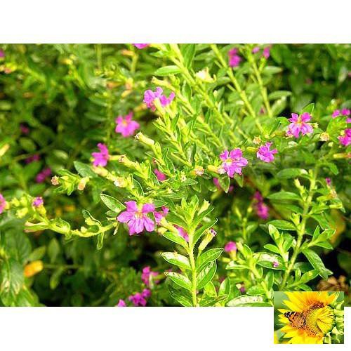 Hạt giống cẩm tú mai cao 15-20cm đường kính 15-20 HẠT hoa nở rực rỡ