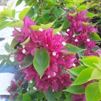 Cây 🌲 Giấy Mỹ đang hoa