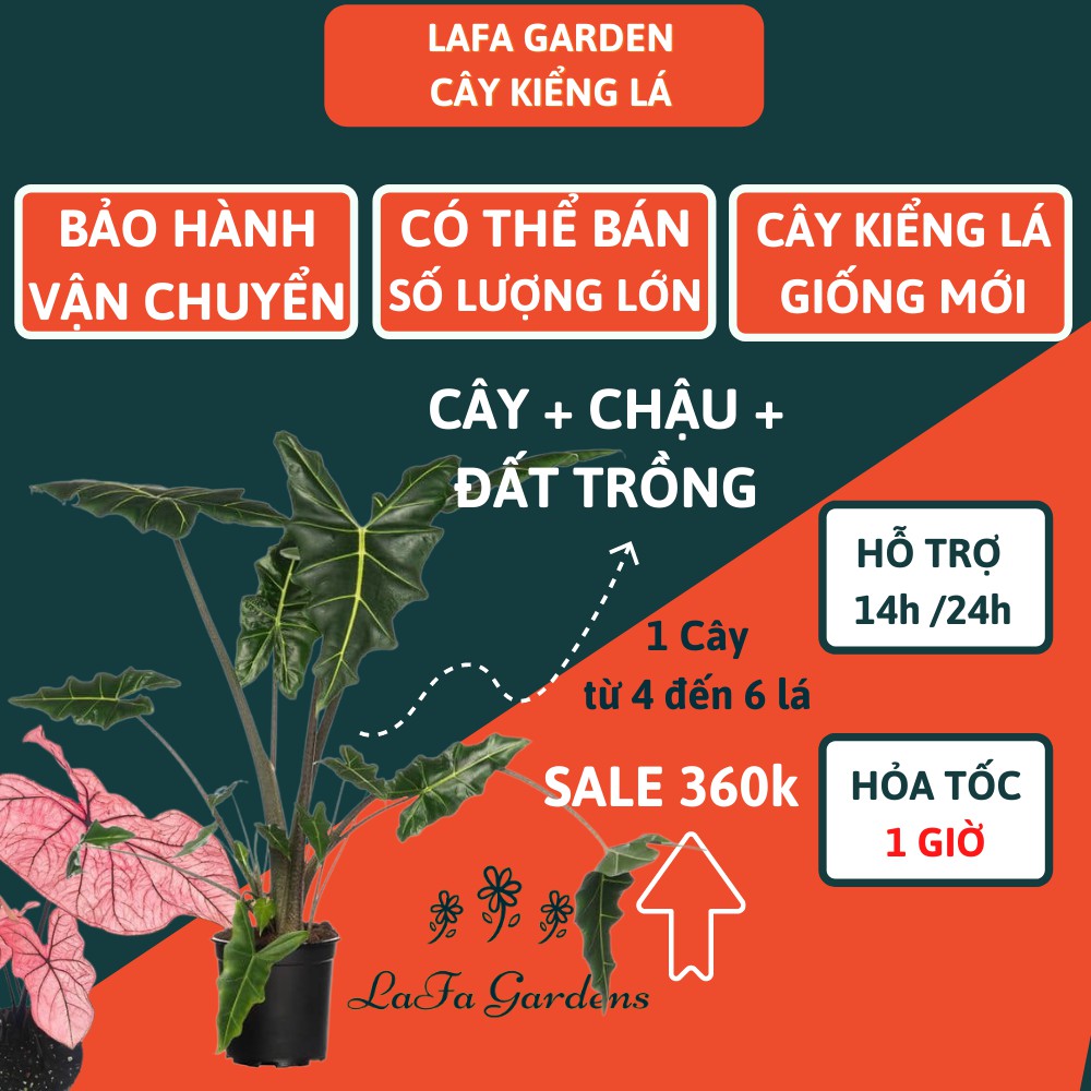 Cây kiểng lá LAFA GARDEN, cây trồng trong nhà, Combo cây kiểng lá kèm chậu và giá thể trồng kiểng lá