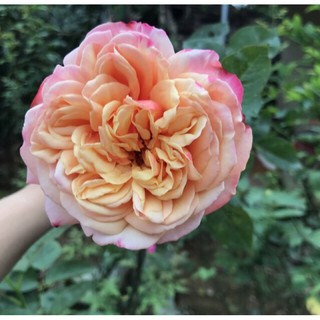 Cây hoa hồng Kordes Jubilee(bông to đại)