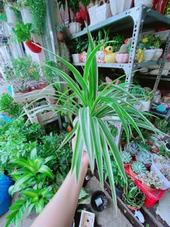 Chậu Cây Lan Chi (Dây Nhện)