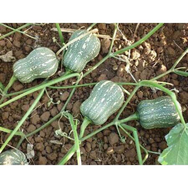 Hạt giống bầu bí, bí đỏ hồ lô (Nãy mầm tốt, ra hoa nhiều trái)