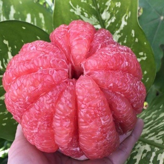 cây bưởi ruby không hạt