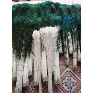 Lông công thật 80cm