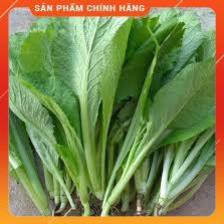 HẠT GIỐNG CẢI BẸ XANH MỠ CAO SẢN