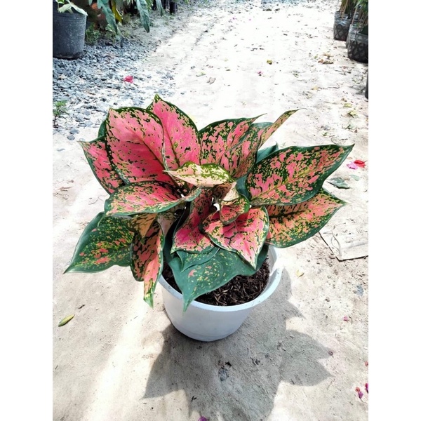 Cây vạn lộc
