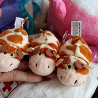 Gấu bông vy vy