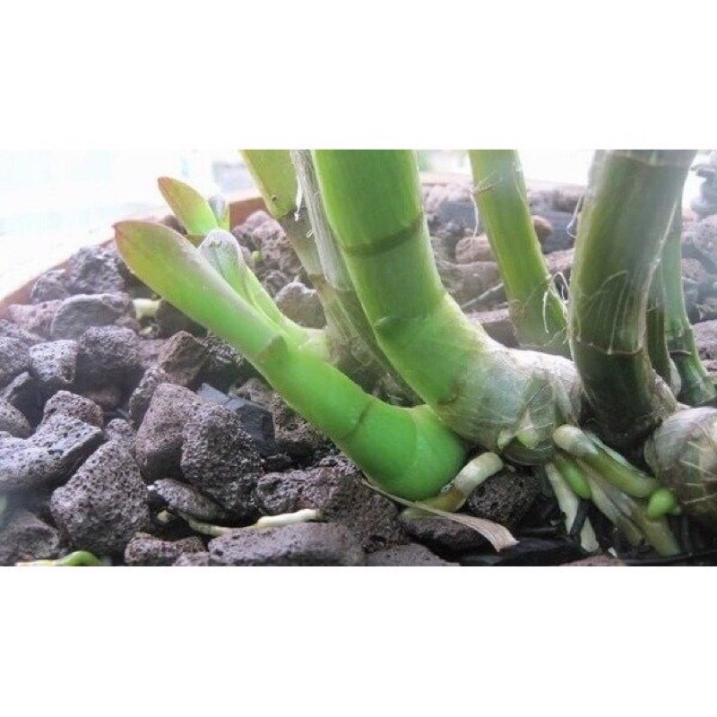 Dưỡng chất AB Ngọc Linh VIP - kéo ngọn , kích chồi, test hoa, tăng đề kháng (100%Hàng chính hãng ), hàng chất lượng