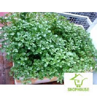 shophouse 400 hạt giống rau cải xoong  SHOP HOUSE  TẾT KHUYẾN MẠI