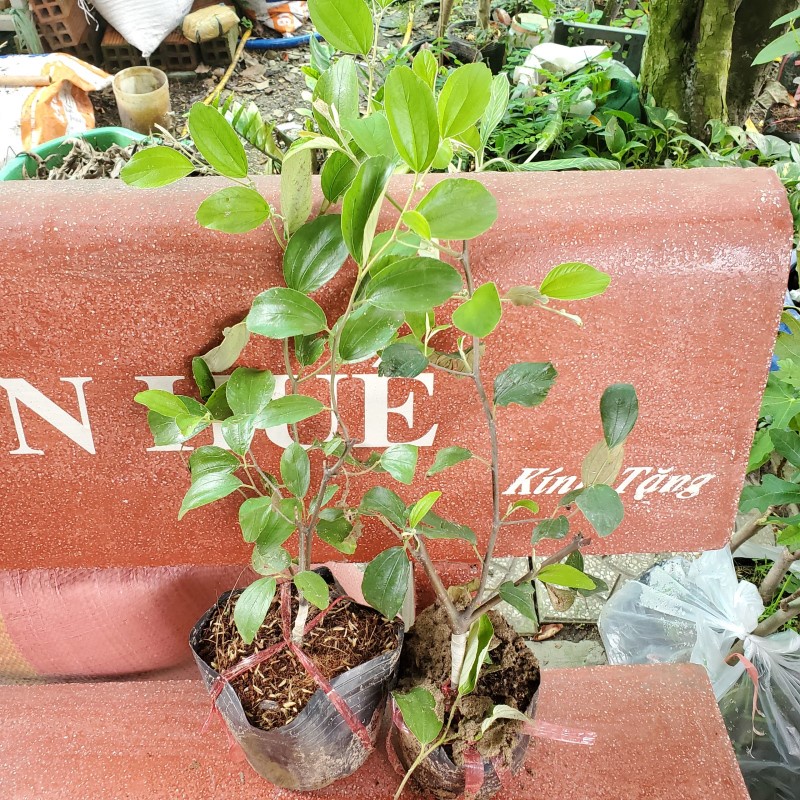 Cây giống Táo Thái Xanh chùm🍃♥️siêu trái🍃♥️Trồng sân thượng ban công🍃♥️Cây ghép chui cành