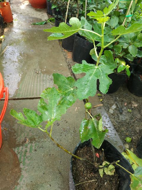 Sung mỹ trái tím