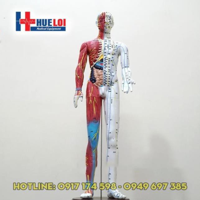 Mô hình huyệt vị cơ thể người cao 65cm - mô hình huyệt vị - mô hình châm cứu - mô hình kinh lạc