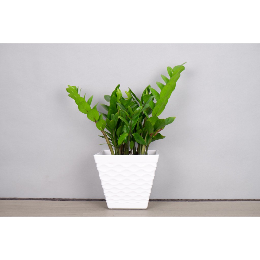 Chậu Nhựa Trồng Cây Mắt Lưới Vuông Để Bàn (11x7xH10cm) Trồng Cây Cảnh, Hoa Kiểng, Cây Văn Phòng - Hàng VNXK