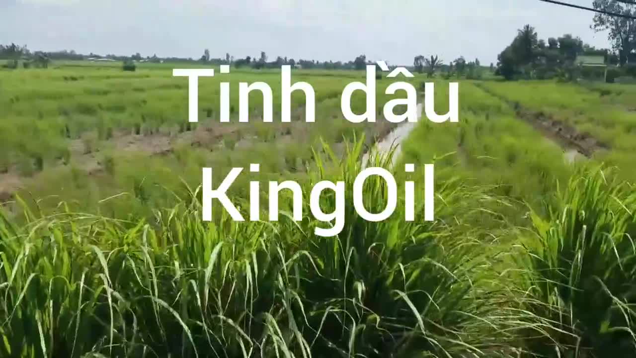 Tinh dầu tràm trà (Tea Tree Oil) nguyên chất Organic từ thiên nhiên, có kiểm định bộ y tế - KingOil | BigBuy360 - bigbuy360.vn