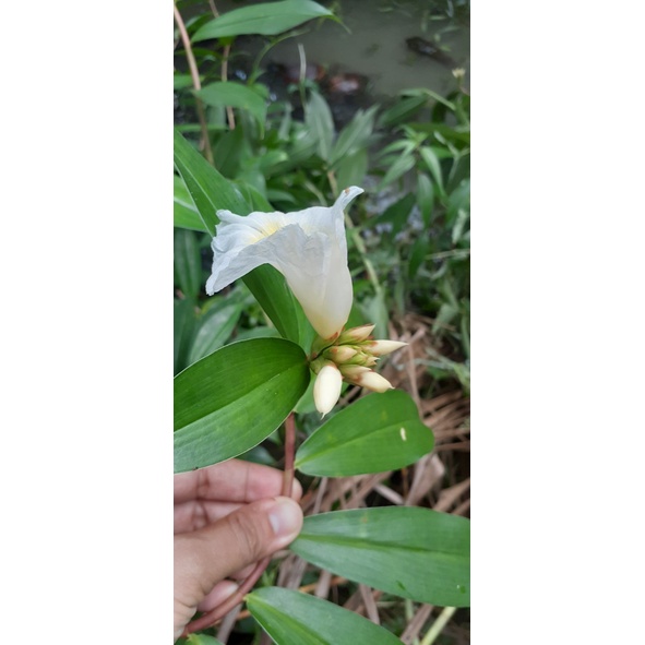 Cây Cát Lồi Giống (1 chậu)