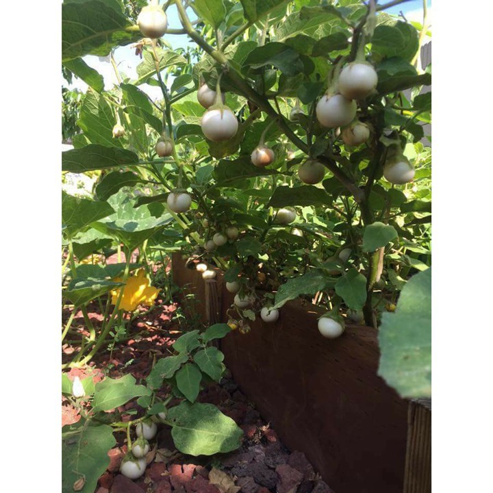 Hạt Giống Cà Pháo Trắng F1 Cao Sản 123 PhuNongSeeds - 1g