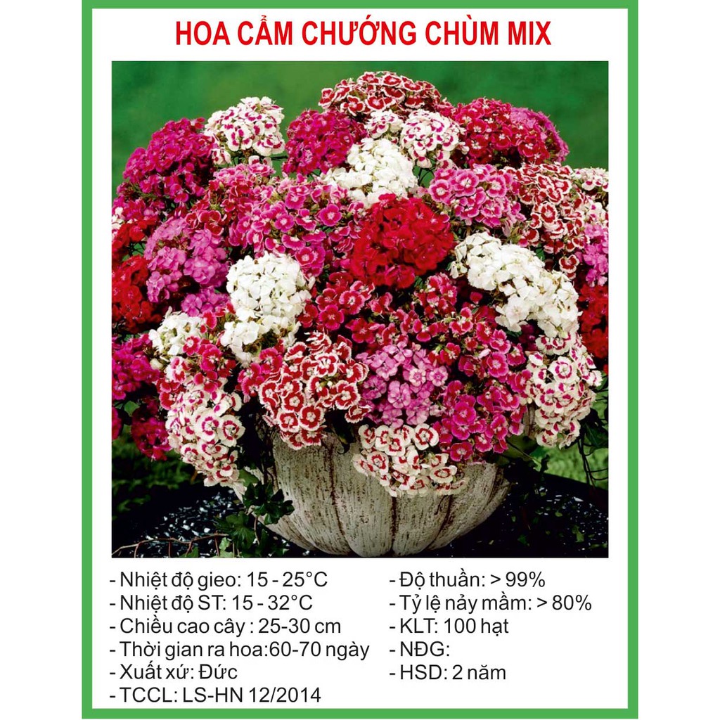 Hạt giống Hoa Cẩm Chướng Chùm 100 Hạt