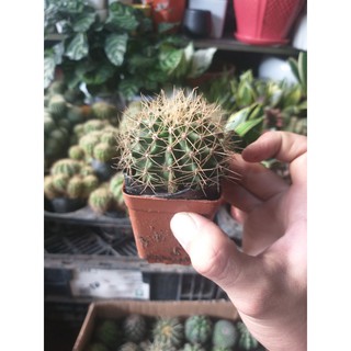 sương rồng mini cực cute tự chọn