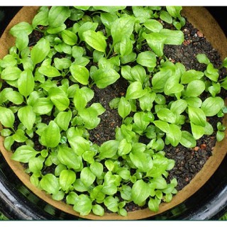 ( 1Gram = 6000 hạt ) Hạt giống cây rau mã đề