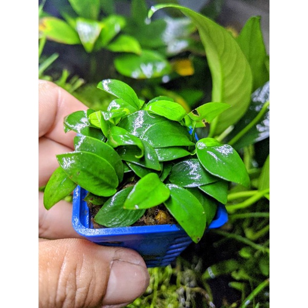 Ráy Nana Thủy Sinh