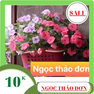 Hạt giống hoa ngọc thảo đơn mix màu 50 hạt