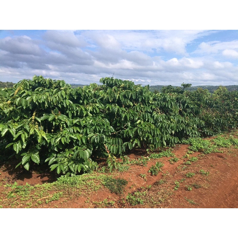 Cà phê hạt Robusta