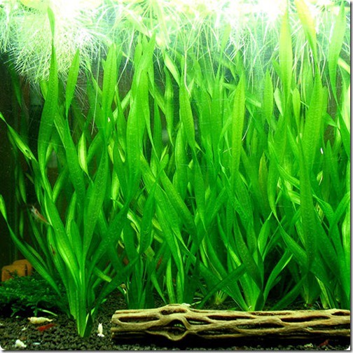 Cây Hẹ Xoắn - Hẹ Thẳng Thủy Sinh | Dùng Trồng Biotop - Trồng Hậu Cảnh Cực Đẹp - Dễ Trồng - Không Cần Co2