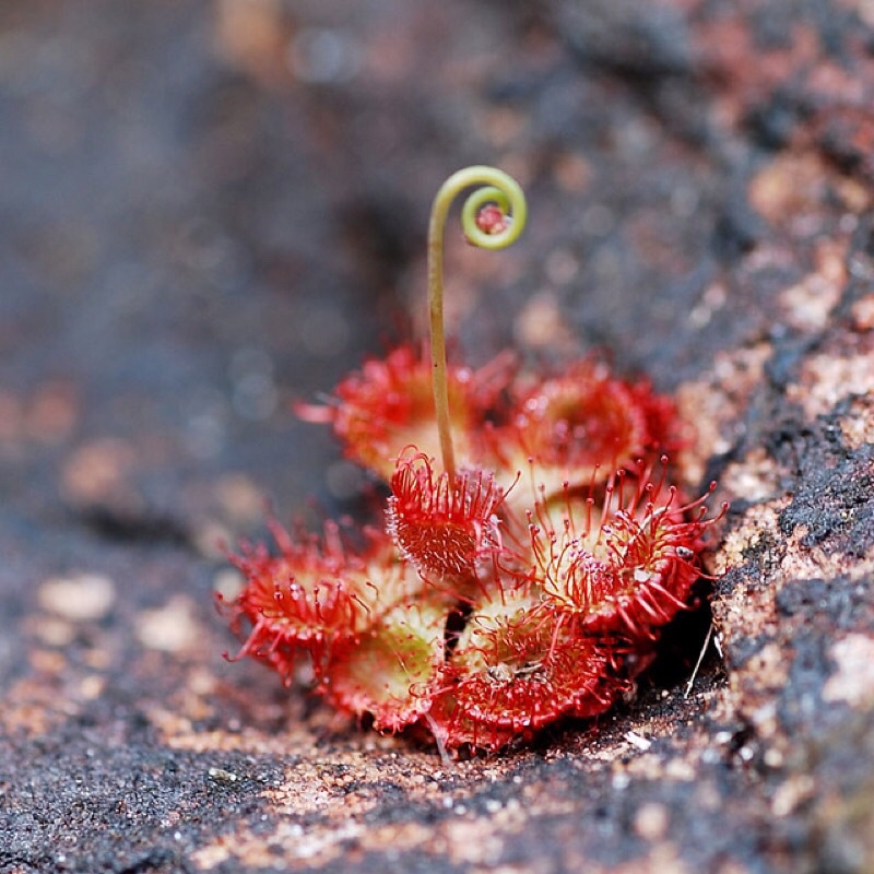 Hạt giống cây bắt mồi ăn thịt gọng vó đồng tiền bèo đất Drosera Burmannii  I Ba Tri Nhỏ I BTN01