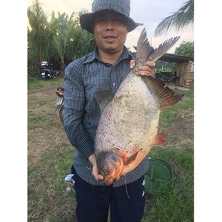 Mồi câu cá TRA, TRÊ, CHIM,..* 3 gói