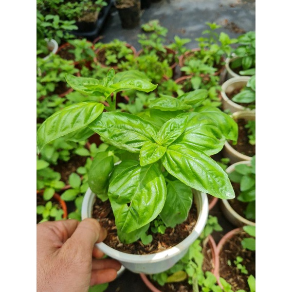 Cây Húng Tây Sweet Basil