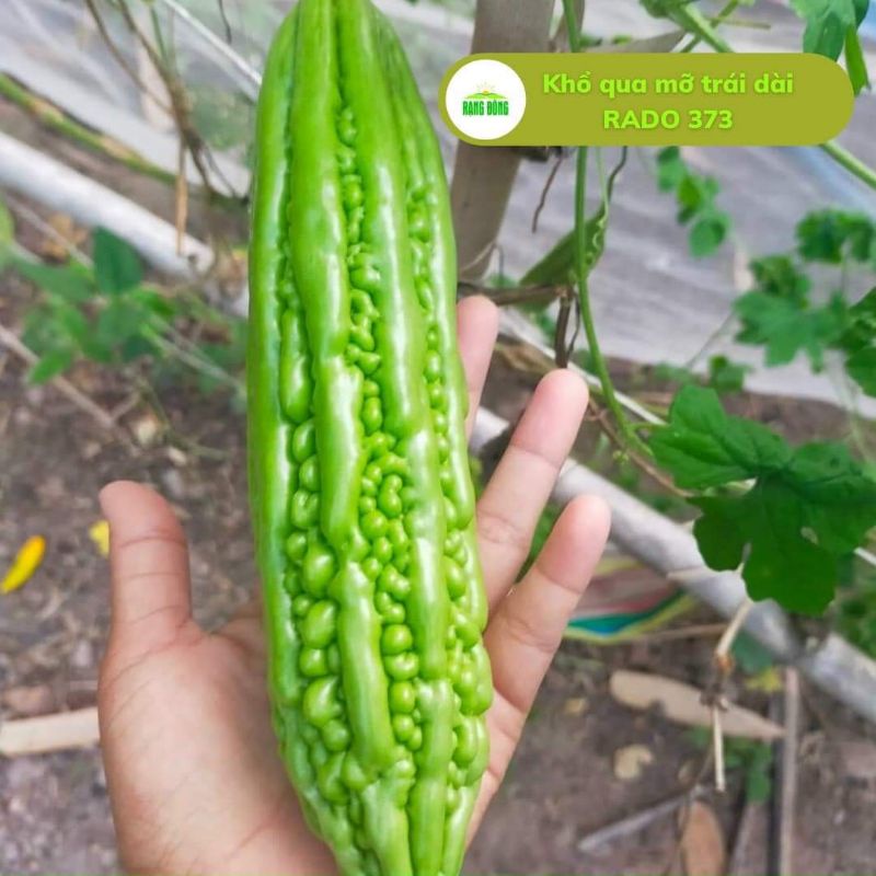 Hạt giống khổ qua mỡ trái dài