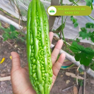 Hạt giống khổ qua mỡ trái dài