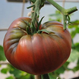 Hạt giống cà chua black krim
