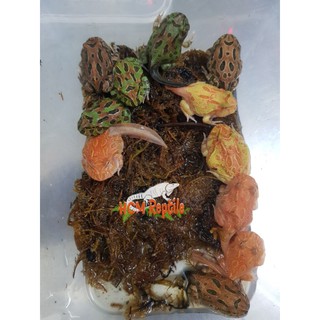 Dớn, rêu lót chuồng ếch, rắn (100gram)