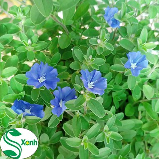 Hoa Thanh Tú - Cây Sân Vườn