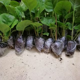 Combo 10 cây gống đồng tiền lùn