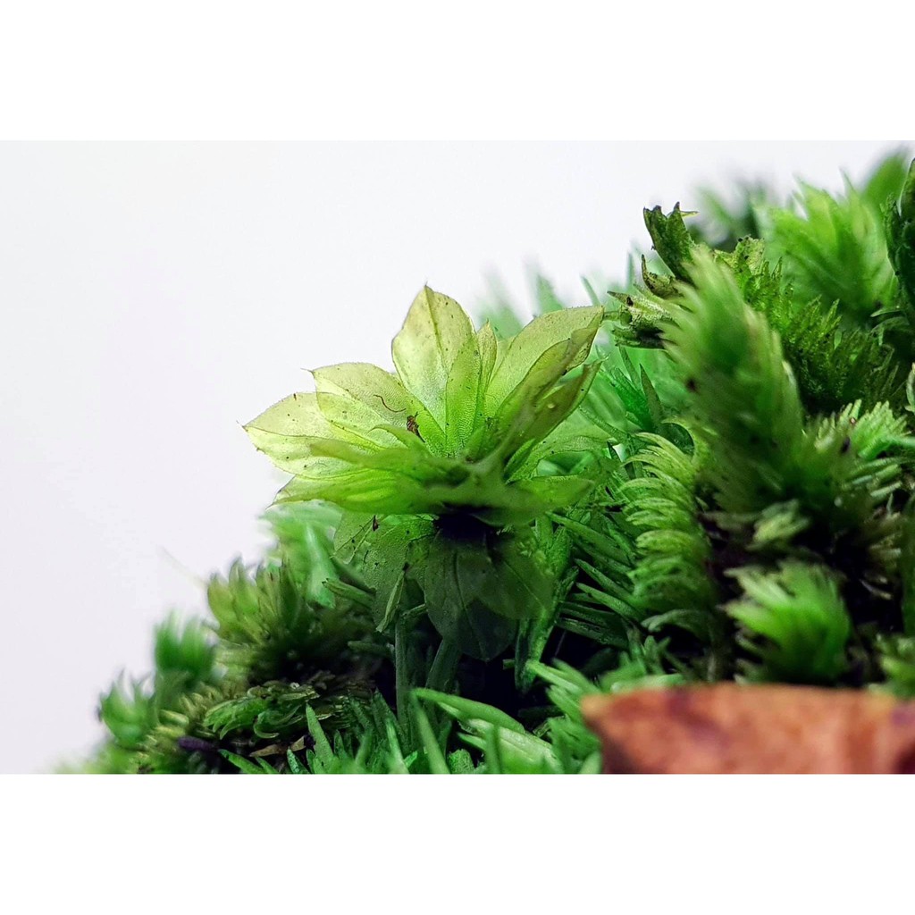 Rêu Hồng Đài/ Rosemoss - set bình terrarium, gắn lũa, đá hồ bán cạn