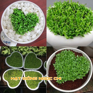 Hạt Giống Cây Cỏ May Mắn - 100 Hạt